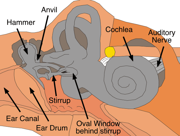 Parts of the human ear